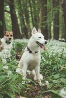 White Siberian Husky with piercing blue eyes standing in a forest full of bear garlic blossoms. Candid portrait of a white snow dog photo