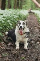 Black and white hybrid husky-malamute enjoying his stay in a woodland environment covered with bear garlic. Different expressions of the dog. Freedom for pet photo