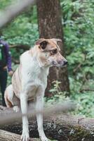 Portrait of a White and brown dog with a sad expression in a woodland covered with flowering bear garlic. Funny views of four-legged pets photo