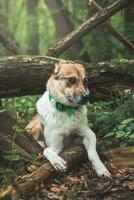 Portrait of a White and brown dog with a sad expression in a woodland covered with flowering bear garlic. Funny views of four-legged pets photo