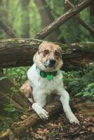 Portrait of a White and brown dog with a sad expression in a woodland covered with flowering bear garlic. Funny views of four-legged pets photo