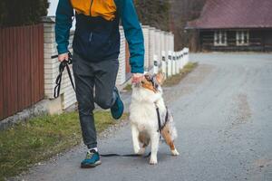 Young cynologist, a dog trainer trains a four-legged pet Australian Shepherd in basic commands using treats. Love between dog and human. Cuteness photo