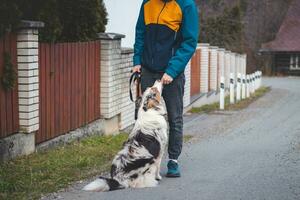 Young cynologist, a dog trainer trains a four-legged pet Australian Shepherd in basic commands using treats. Love between dog and human. Cuteness photo