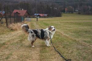 Young cynologist, a dog trainer trains a four-legged pet Australian Shepherd in basic commands using treats. Love between dog and human. Cuteness photo