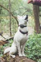 blanco siberiano fornido con perforación azul ojos alimentado por su propietario mientras el perro se sienta en un árbol. sincero retrato de un blanco nieve perro foto