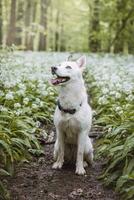White Siberian Husky with piercing blue eyes standing in a forest full of bear garlic blossoms. Candid portrait of a white snow dog photo