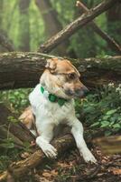 Portrait of a White and brown dog with a sad expression in a woodland covered with flowering bear garlic. Funny views of four-legged pets photo