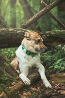 retrato de un blanco y marrón perro con un triste expresión en un bosque cubierto con floración oso ajo. gracioso puntos de vista de de cuatro patas mascotas foto