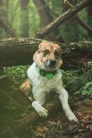 Portrait of a White and brown dog with a sad expression in a woodland covered with flowering bear garlic. Funny views of four-legged pets photo