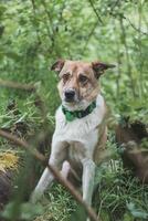 Portrait of a White and brown dog with a sad expression in a woodland covered with flowering bear garlic. Funny views of four-legged pets photo