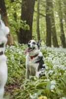 negro y blanco híbrido husky-malamute disfrutando su permanecer en un bosque ambiente cubierto con oso ajo. diferente expresiones de el perro. libertad para mascota foto