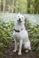 White Siberian Husky with piercing blue eyes standing in a forest full of bear garlic blossoms. Candid portrait of a white snow dog photo