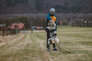 Young cynologist, a dog trainer trains a four-legged pet Australian Shepherd in basic commands using treats. Love between dog and human. Cuteness photo