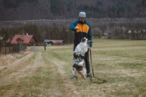 Young cynologist, a dog trainer trains a four-legged pet Australian Shepherd in basic commands using treats. Love between dog and human. Cuteness photo