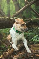 Portrait of a White and brown dog with a sad expression in a woodland covered with flowering bear garlic. Funny views of four-legged pets photo