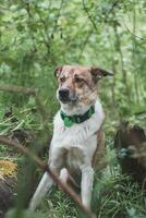 Portrait of a White and brown dog with a sad expression in a woodland covered with flowering bear garlic. Funny views of four-legged pets photo