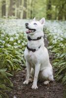 White Siberian Husky with piercing blue eyes standing in a forest full of bear garlic blossoms. Candid portrait of a white snow dog photo