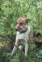 Portrait of a White and brown dog with a sad expression in a woodland covered with flowering bear garlic. Funny views of four-legged pets photo