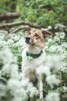 Portrait of a White and brown dog with a sad expression in a woodland covered with flowering bear garlic. Funny views of four-legged pets photo