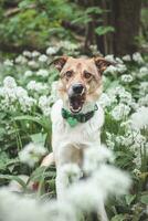 Portrait of a White and brown dog with a sad expression in a woodland covered with flowering bear garlic. Funny views of four-legged pets photo