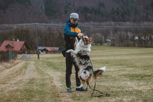 Young cynologist, a dog trainer trains a four-legged pet Australian Shepherd in basic commands using treats. Love between dog and human. Cuteness photo