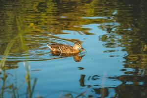 Cute brown duck swims in a small lake near Muiden in the Netherlands photo