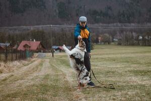 Young cynologist, a dog trainer trains a four-legged pet Australian Shepherd in basic commands using treats. Love between dog and human. Cuteness photo