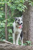 negro y blanco híbrido husky-malamute disfrutando su permanecer en un bosque ambiente cubierto con oso ajo. diferente expresiones de el perro. libertad para mascota foto