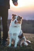 Portrait of an Australian Shepherd puppy with smiling face at sunset on top of a mountain in Beskydy mountains, Czech Republic photo