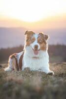 Portrait of an Australian Shepherd puppy with smiling face at sunset on top of a mountain in Beskydy mountains, Czech Republic photo