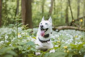 White Siberian Husky with piercing blue eyes fed by his owner while the dog sits in a tree. Candid portrait of a white snow dog photo