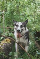 negro y blanco híbrido husky-malamute disfrutando su permanecer en un bosque ambiente cubierto con oso ajo. diferente expresiones de el perro. libertad para mascota foto