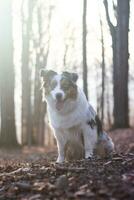 Portrait of Australian Shepherd puppy running in the forest with smiling and sticking out tongue in Beskydy mountains, Czech Republic. Joy of movement photo