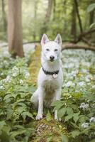 White Siberian Husky with piercing blue eyes fed by his owner while the dog sits in a tree. Candid portrait of a white snow dog photo