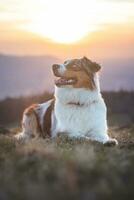 retrato de un australiano pastor perrito con sonriente cara a puesta de sol en parte superior de un montaña en beskydy montañas, checo república foto