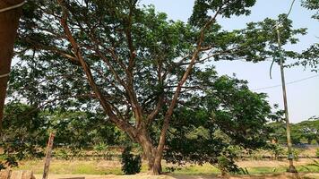 sombreado arboles en el lado de el la carretera foto