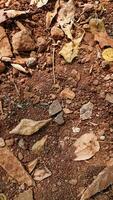 the texture of the dirty soil contains gravel and dry leaves photo