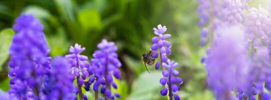 abeja se sienta en el hermosa azul muscari flor. bandera. de cerca. selectivo enfocar. foto