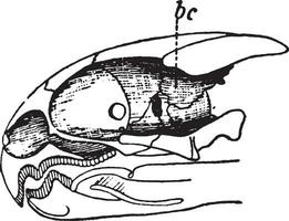 Skull of Greek tortoise, vintage illustration. vector