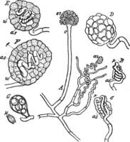 Eurotium Fungus vintage illustration. vector