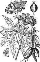 Poison Hemlock vintage illustration. vector