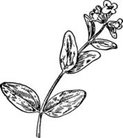 Alpine Speedwell vintage illustration. vector