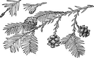 Pine Cone of Redwood vintage illustration. vector