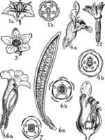 Orders of Solanaceae, Scrophylariaceae, Bignoniaceae, and Pedaliaceae. vintage illustration. vector