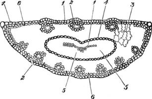 Transverse Section of Pinus Sylvestris Leaf vintage illustration. vector