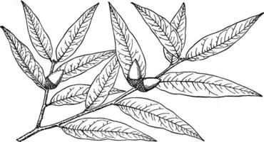 Branch of Quercus Hypoleuca vintage illustration. vector