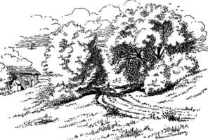 Alba Salix vintage illustration. vector