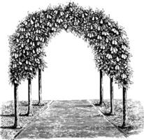 Pear Tree Arbor vintage illustration. vector