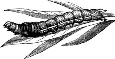 Larva of Deilephila Nerii vintage illustration. vector