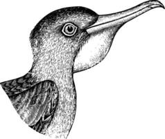 Frigatebird Head vintage illustration. vector